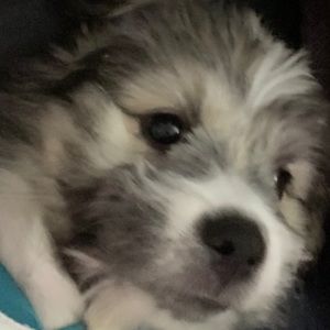 Meet your Posher, Dave